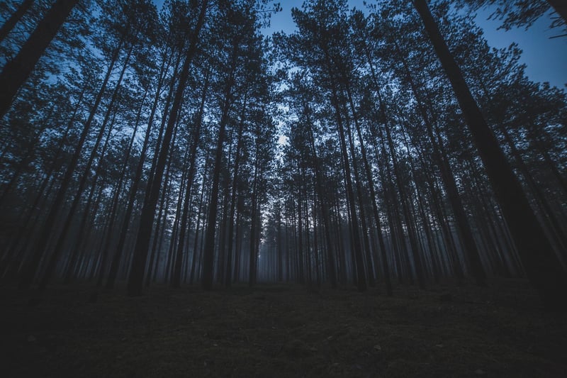 Labyrinth in the Forest